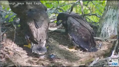 Hays Eagles Dad brings in Rat H11 grabs it then H12 2020 05 12 1010am