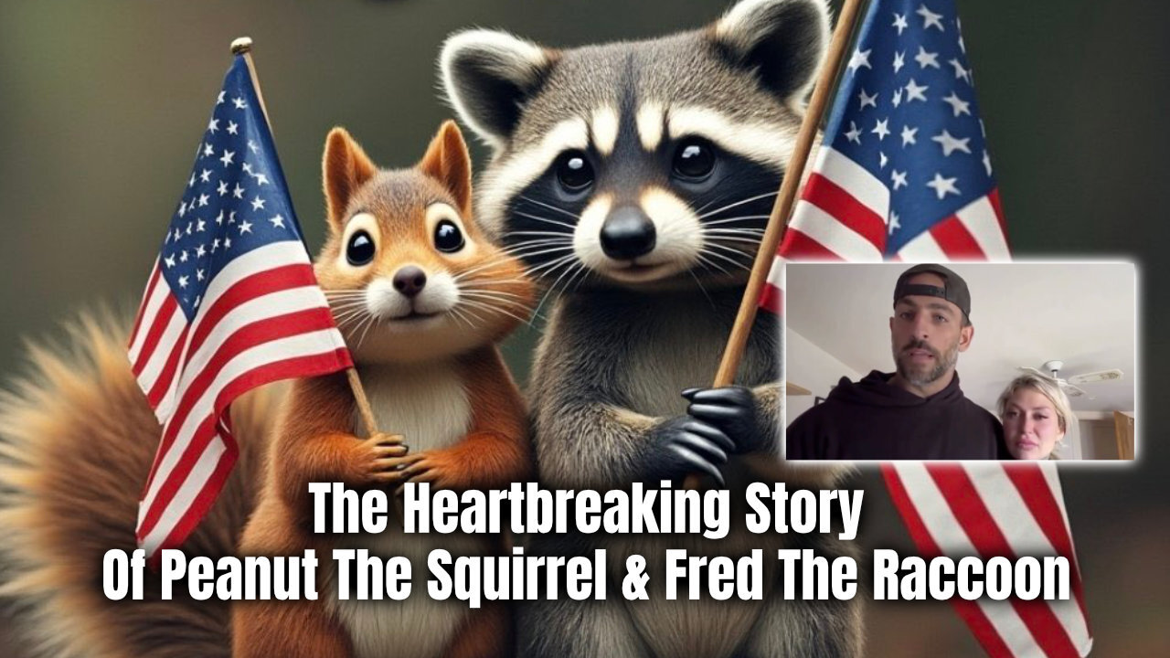 The Heartbreaking Story Of Peanut The Squirrel & Fred The Raccoon (We Could Be Next)