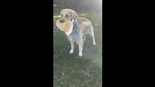 Golden Retrievers Loves Pancakes!