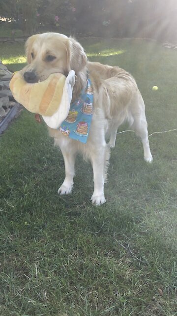 Golden Retrievers Loves Pancakes!