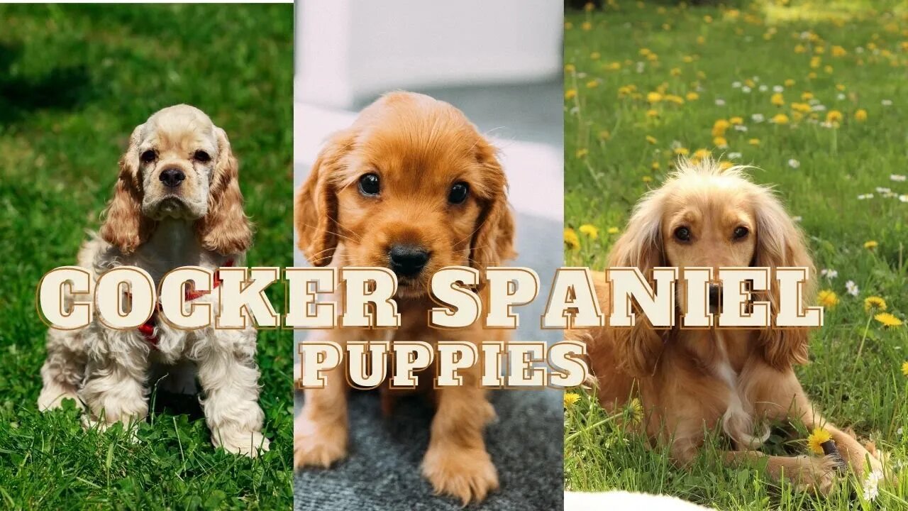 Cutest Cocker spaniel Puppies | Funny cute pets lovers #puppies #cockerspaniel #cockerspaniels