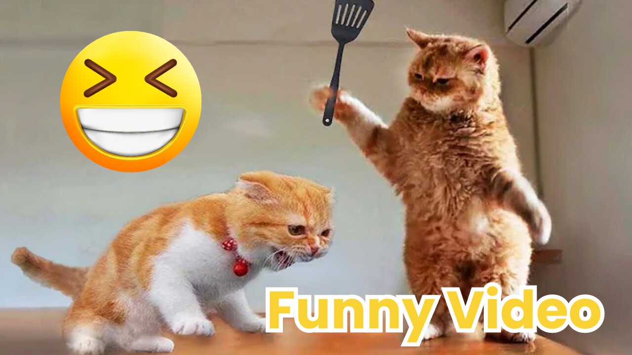 New Funny Cats and Dogs Videos 😻🐶 Part 1