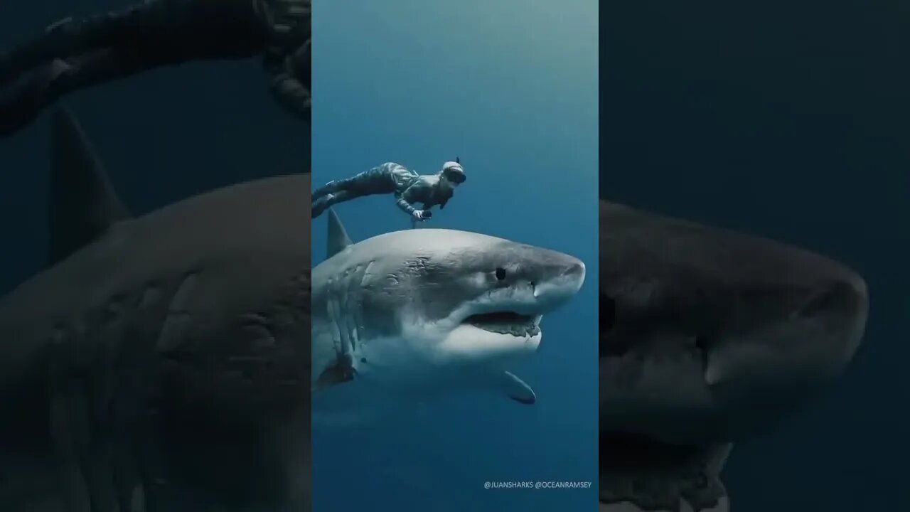 swimming with my friend 🦈🦈🦈🦈🦈🤔🤫