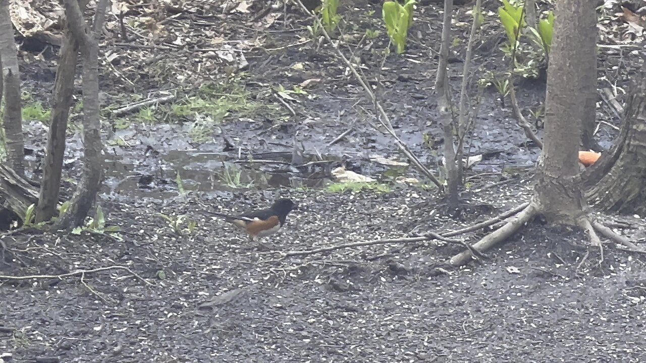 Oriole ?