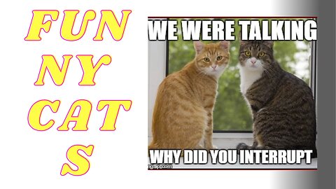 Funny cats reactions 🤣🤣🤣🤣🤣🤣🤣