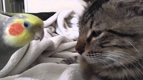 Kit the cockatiel singing and talking to the cat, Henry.