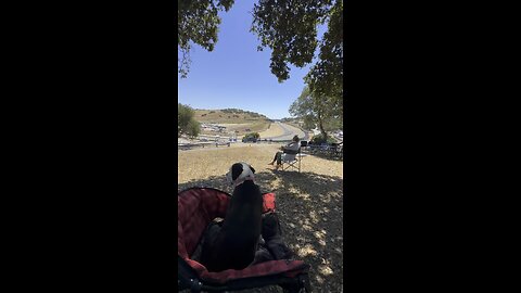 Poppy watching race cars at Laguna Seca