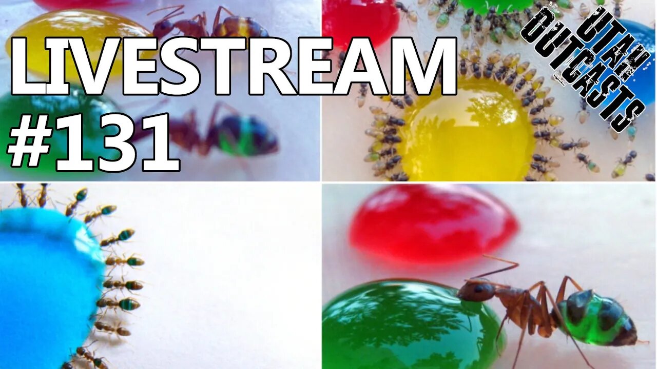 Ant Liqueur - Livestream 131