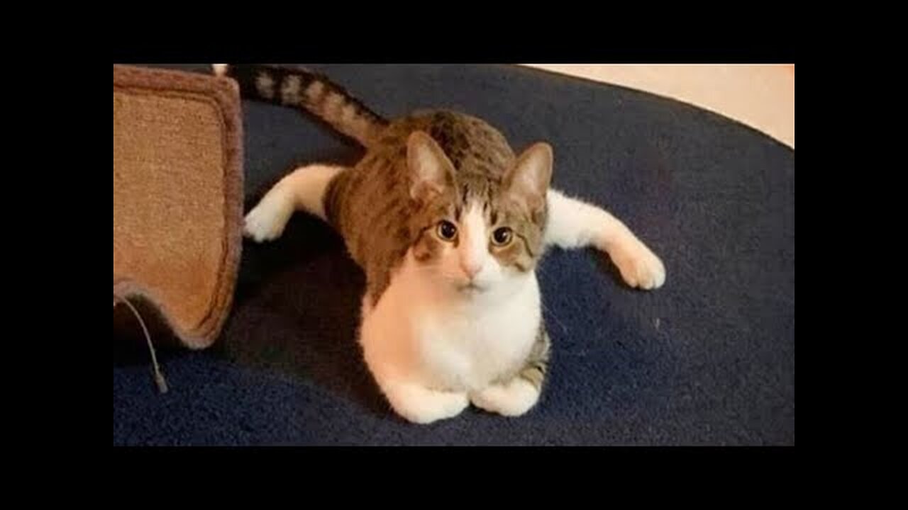 Funniest Cats And Dogs Videos 😁 Hilarious Animals 2024 🐾