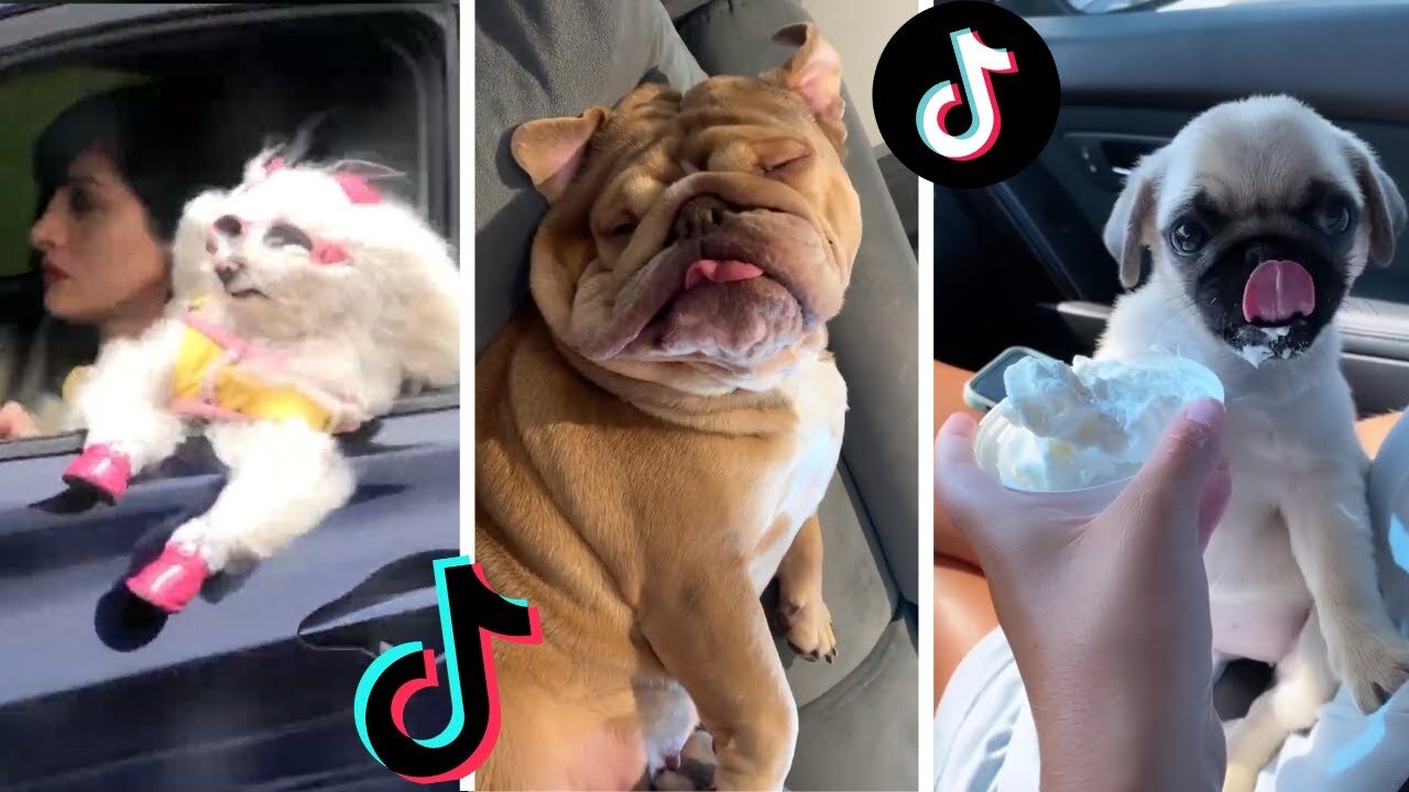 Funny Dogs of TikTok Part #15 🐶