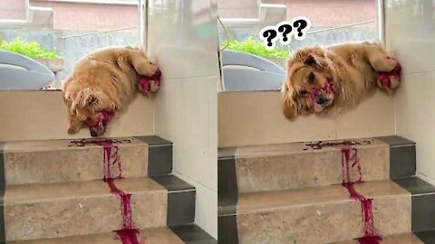 What Happen to the Dog?