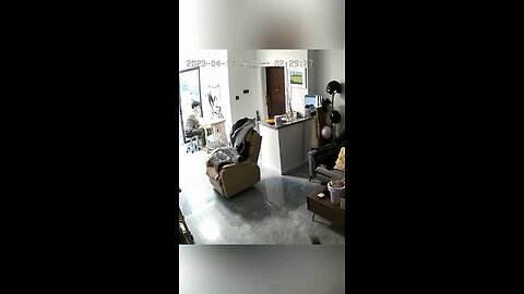 Crazy Cat at home with an unbelievable mind!