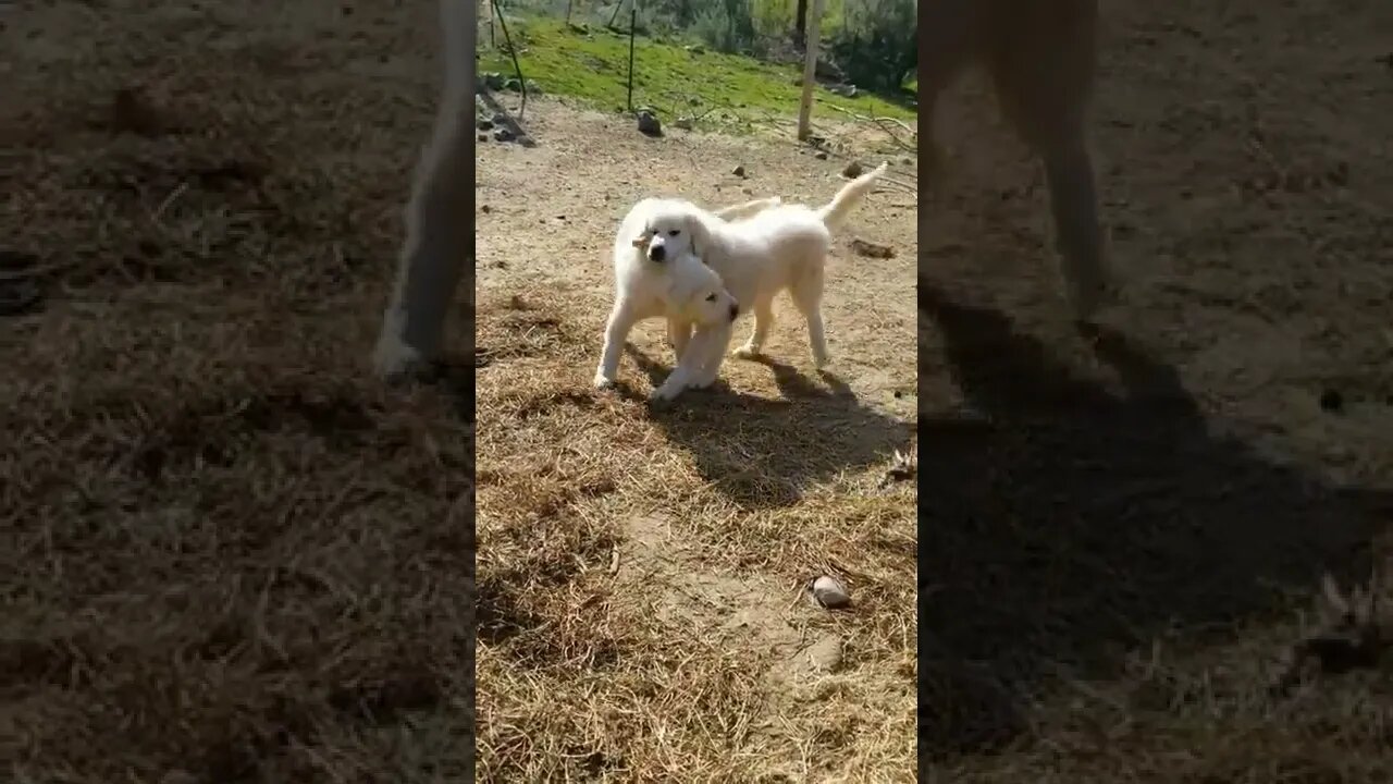 #greatpyreneese #workingdogs #dogs #farmanimals #farmlife #homesteadlife #springtime #bestfriends