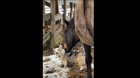 Horse and Corgi are BFFs