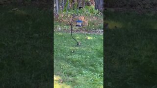 A Chipmunk Collecting Seeds for Winter