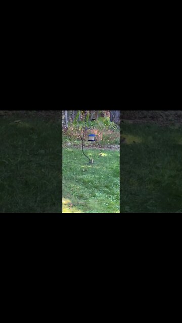 A Chipmunk Collecting Seeds for Winter