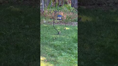 A Chipmunk Collecting Seeds for Winter
