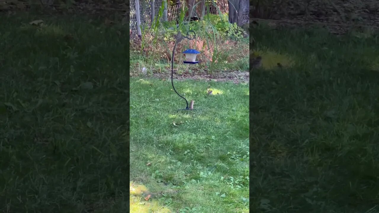 A Chipmunk Collecting Seeds for Winter