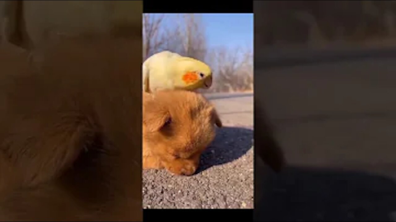 😍cockatiel bird playing with cute❤ dog