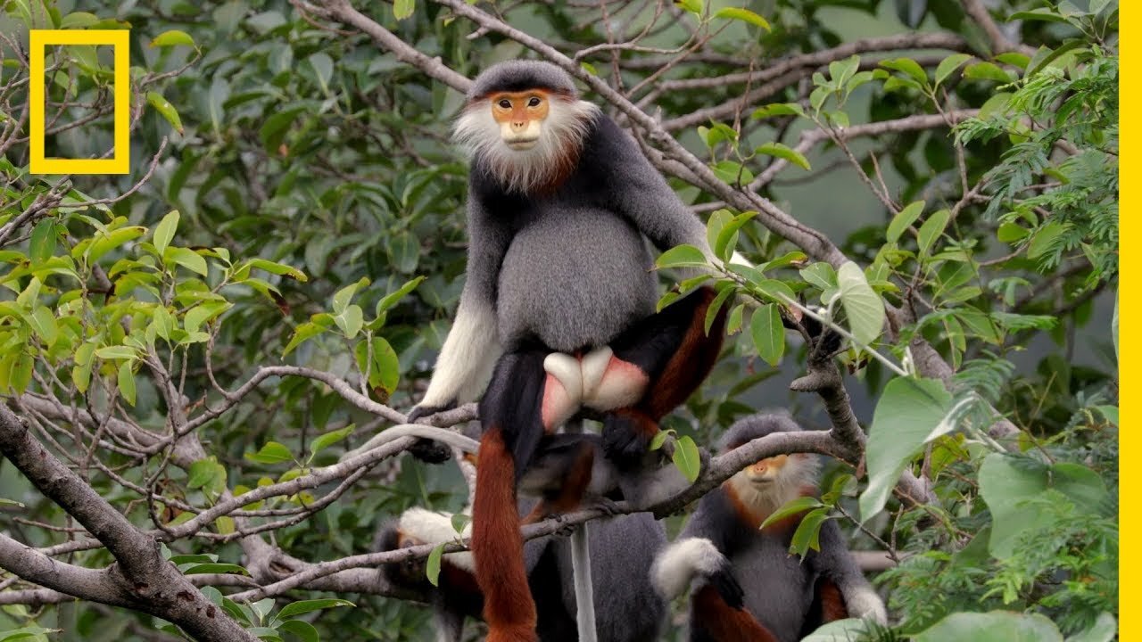 This Endangered Monkey is One of the World’s Most Colorful Primates | Short Film Showcase