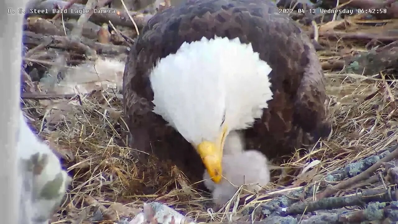 USS Eagles - Eaglets & eaglet tuck