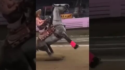 [ MEME ] CAVALO COM FREIO ABS [ VIRAL ]