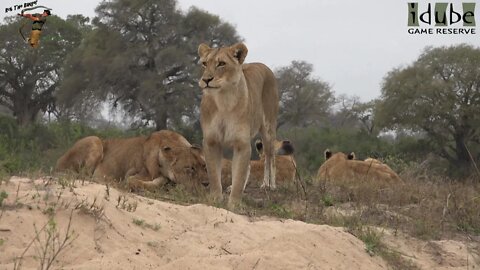 Daughters Of The Mapogo Lions - Rebuilding The Othawa Pride - 103: Chilling At The River