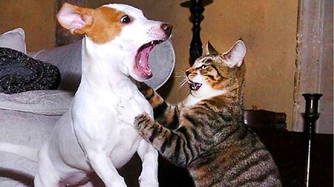 the most funny cats and dogs moments/try not to laugh