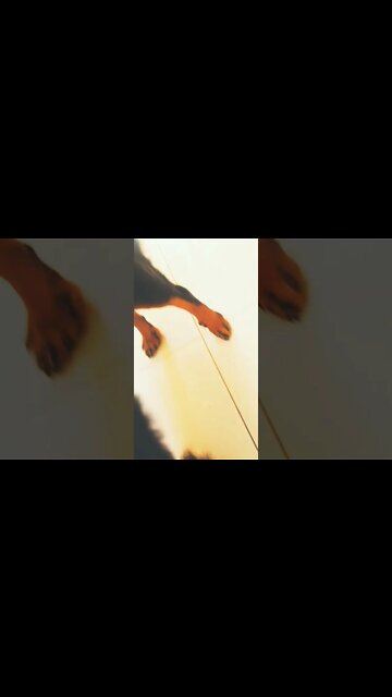 BELO ROTTWEILER DE PELAGEM LONGA