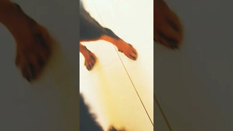 BELO ROTTWEILER DE PELAGEM LONGA