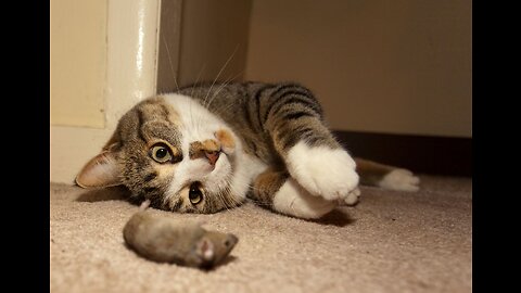 Cat playing with cables