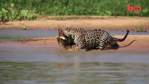 Jaguar ambushes water predator.... from the water