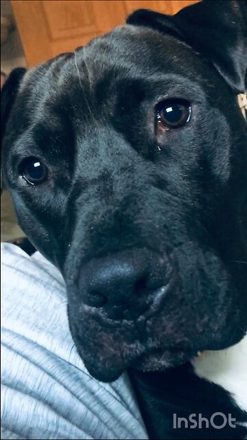 Waking up to Pitts 🦴🦴🐶🐶