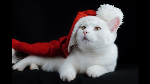 cute cat prank