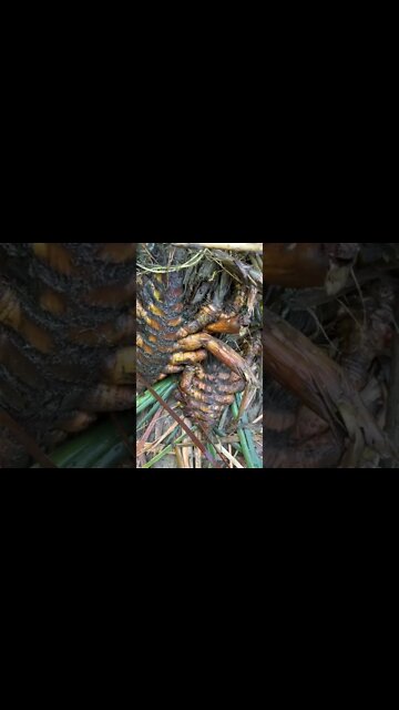 Cattail Roots look Demonic 😈