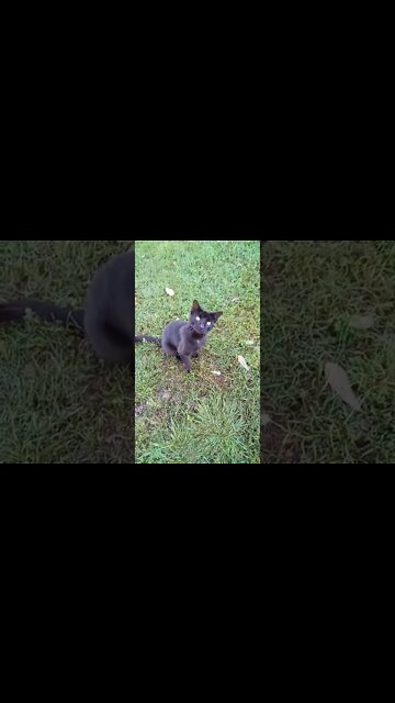 Our black cat is still recovering from the tick