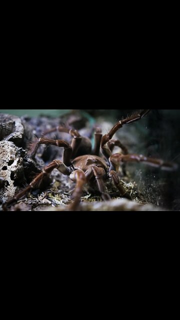 Goliath Birdeater Tarantula (Theraphosa blondi) #shorts