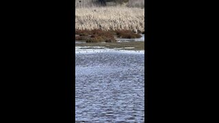 Birds in Mare Island