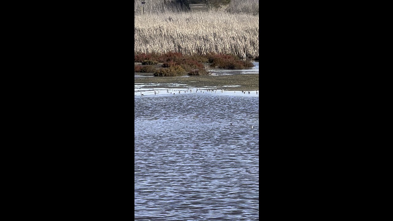 Birds in Mare Island