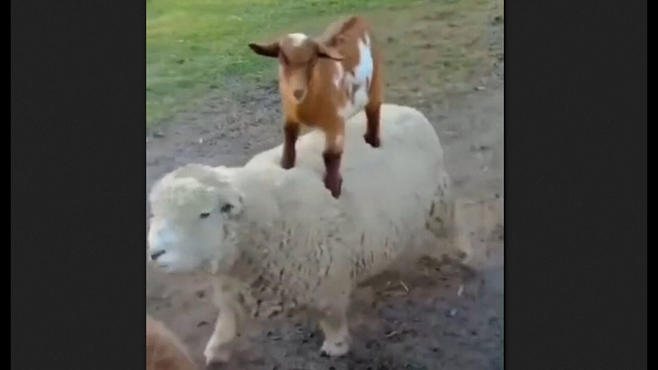 Goats Are So Much Fun, Especially For Children