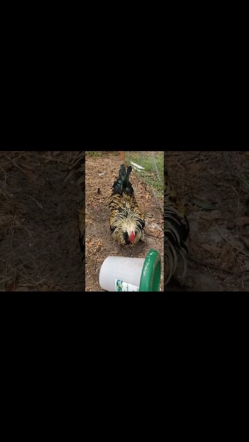 Gave A Friend Some Eggs To Hatch And Got These #chickens #raisingchickens #chickenshorts