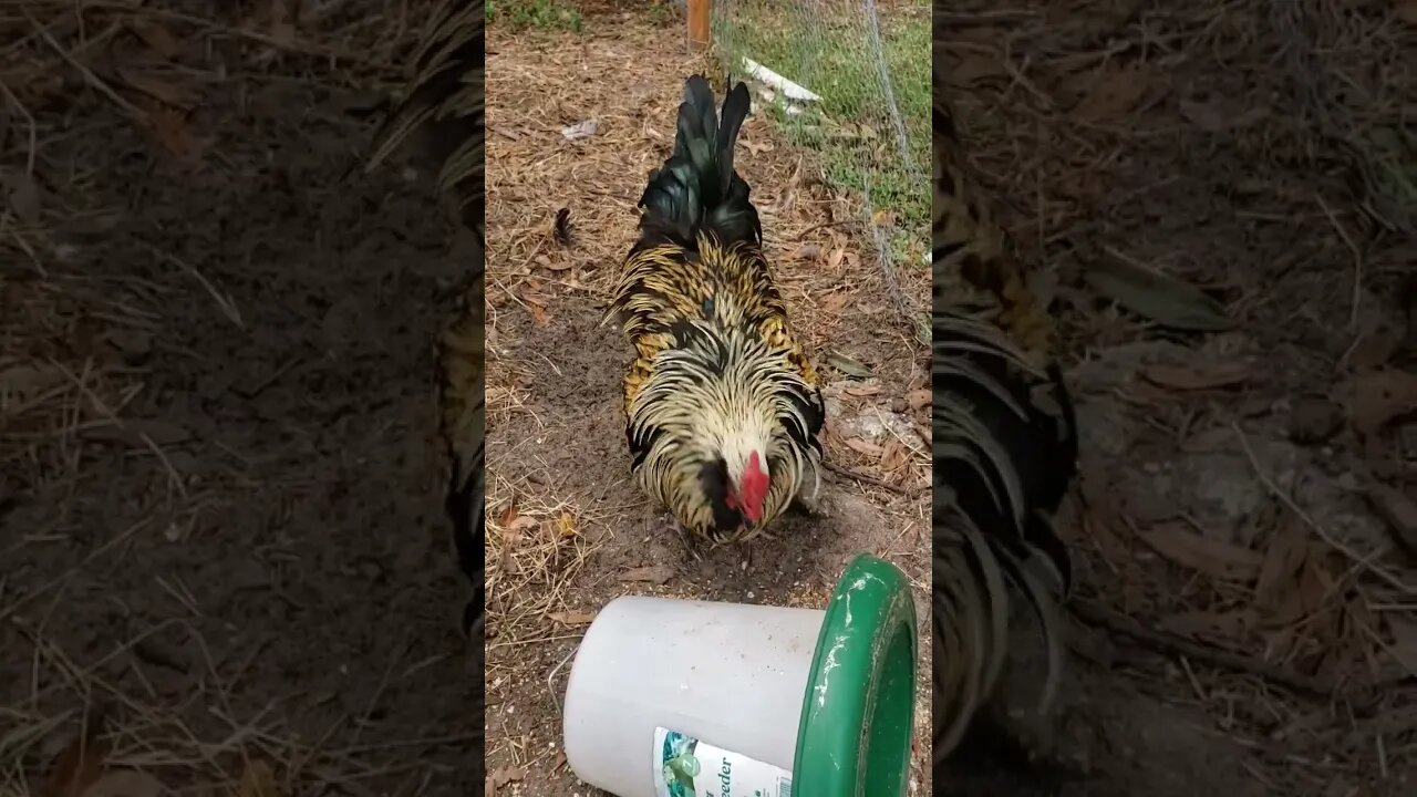 Gave A Friend Some Eggs To Hatch And Got These #chickens #raisingchickens #chickenshorts