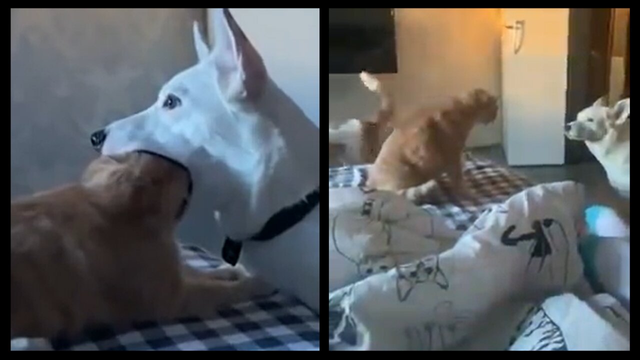 Dog Caught Eating a Cat