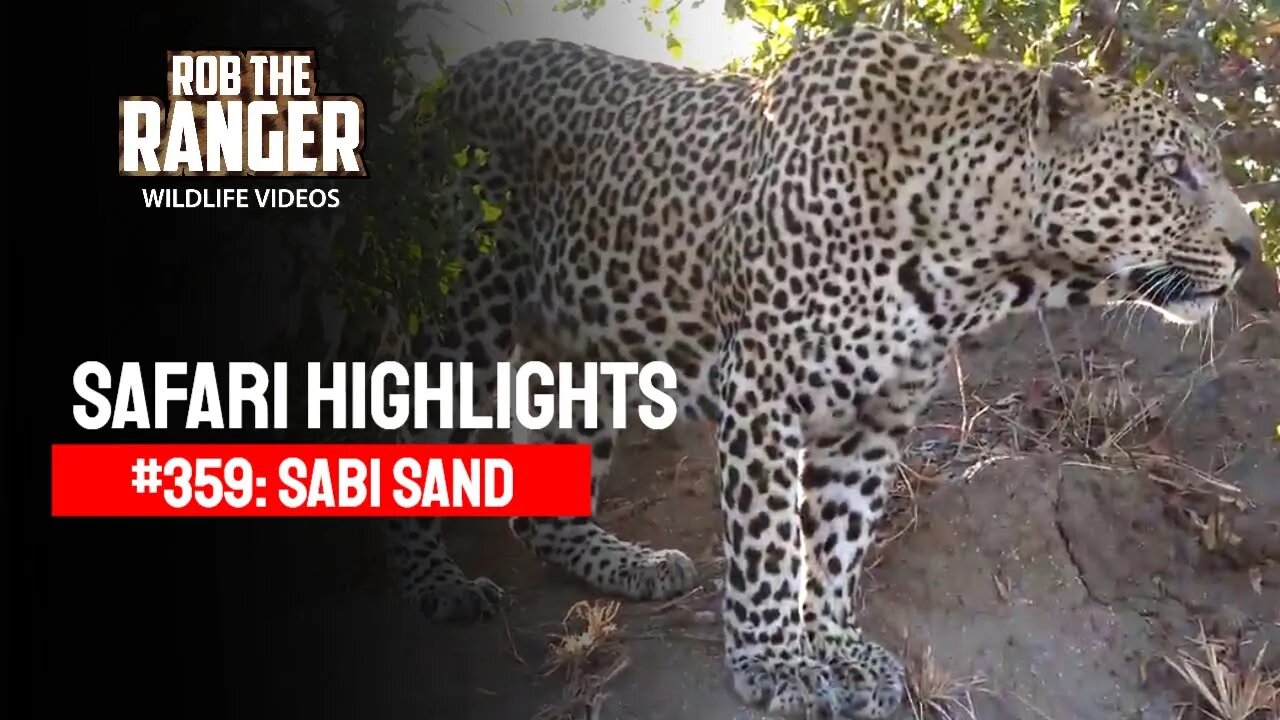 Safari Highlights #359: 16 - 19 August 2015 | Sabi Sand Wildtuin | Latest Wildlife Sightings