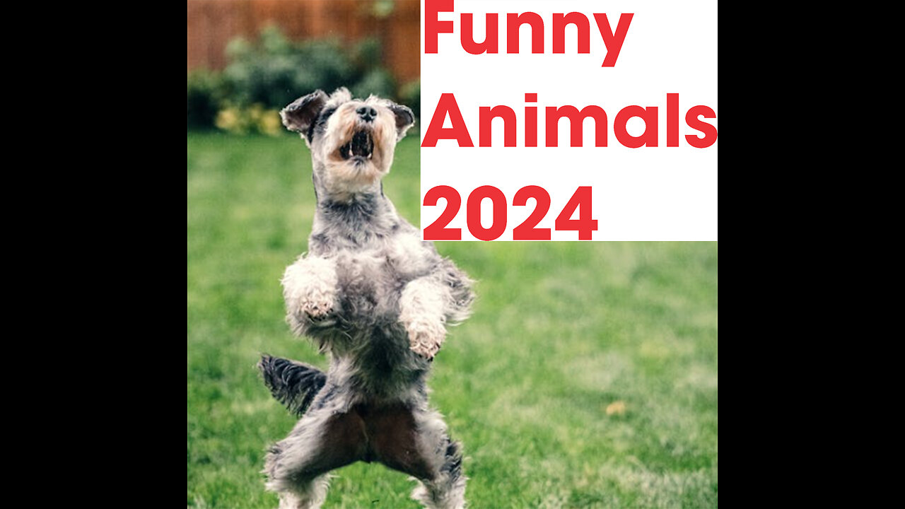 Funny Animals Videos 2020🤣Best Of The 2020 Funny Animal Videos