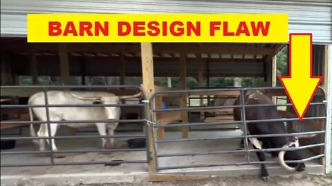 Lester Longhorns Tex Open Door Policy - Review Of Barn Design & Possible Issues