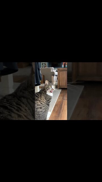 funny viral / cute cat