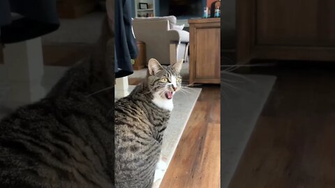 funny viral / cute cat