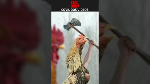 a guerra das penas 😂😂😂