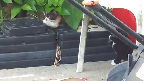 Kittens